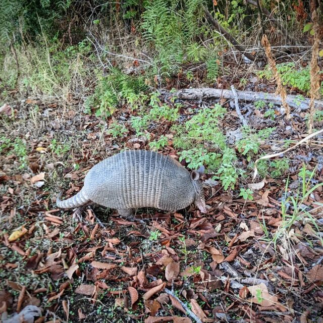 For most of this morning's ride I was dodging marathon runners and all the empty plastic water bottles they were throwing all over the trail. Instead of that, here's a huge armadillo from last week's ride
.
#photooftheday #armadillo